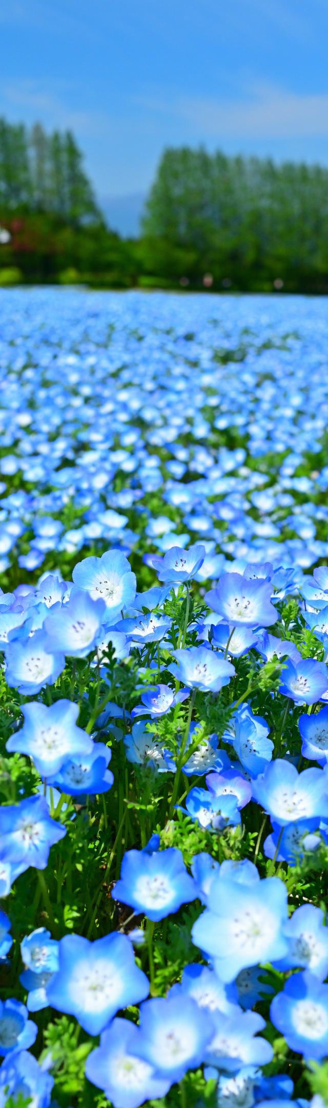 小林市生駒高原の青いネモフィラ